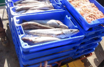 Planas announces an increase of 84% in the quota of southern hake for Spain during this campaign