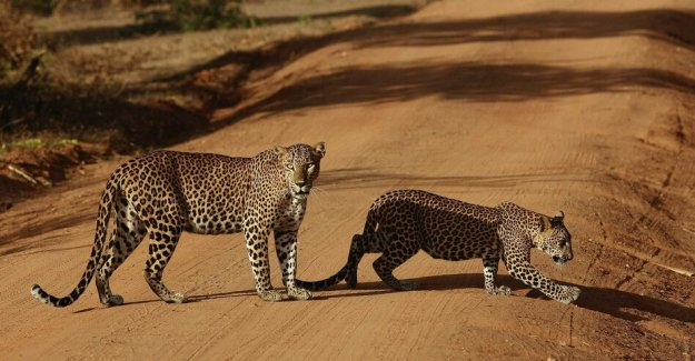 Safaris and animal protection: The lying call of the Wild