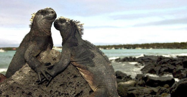 Ship accident in the Galapagos Islands: a natural Paradise to be out of danger