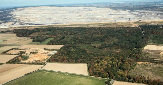 Coal phase-out and hambach forest: The forest is an island of existence threatens 