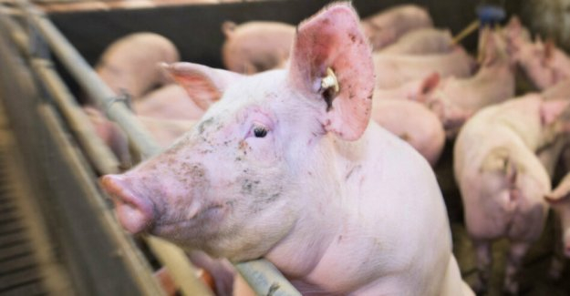 Shutdown of farms in agriculture: the farmers have pig