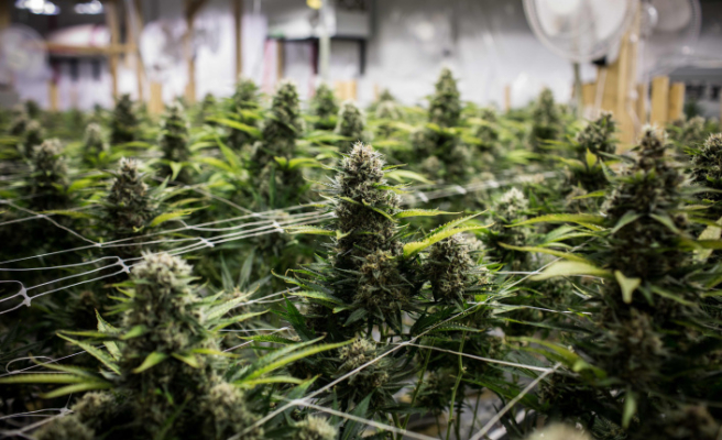 4 Technologies That Drive the Cannabis Industry