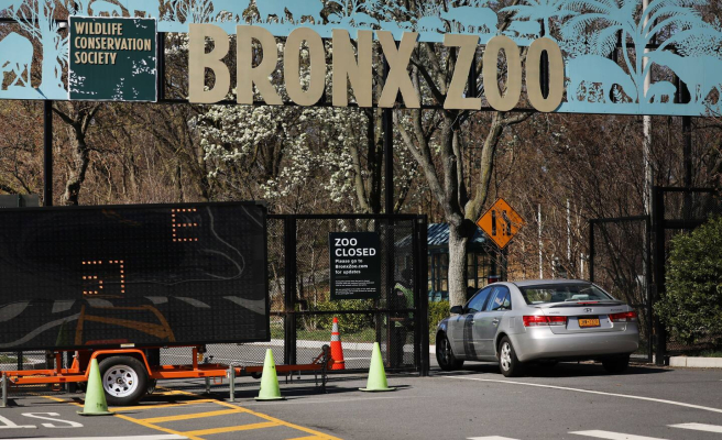 New York Zoo Elephant 'Intelligent' Isn't a Person, Court Rules