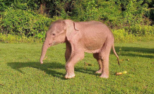 Rare birth of a white elephant in Burma