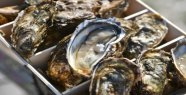 Oysters: concern for the appellation of Marennes-Oléron...