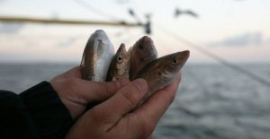 Fish caught go overboard: Illegal and environmentally...