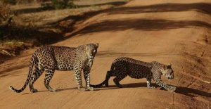Safaris and animal protection: The lying call of the...