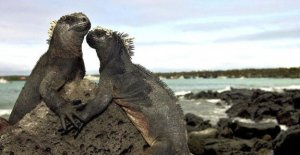 Ship accident in the Galapagos Islands: a natural...