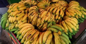 Fungus destroyed bananas in Colombia: The fear of...