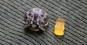 Rare turtle in the Zoo hatched: the return of The...