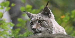 Dead lynx in the Bavarian forest: Poached, but not...