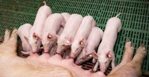 To cages close Single for sows: animal protection...