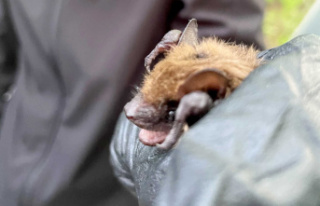 Nearly 100 bats rescued then released