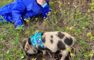 Accompanied by his pig, a child starts his own business...