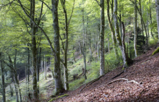 The forest of Saint-Mathieu-du-Parc saved?