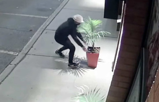 Beware, thieves have their eye on your... plants