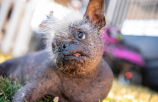 A Chinese Crested named 'the ugliest dog in the...