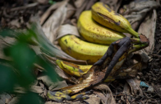 More than 800 kilos of cocaine discovered in banana...