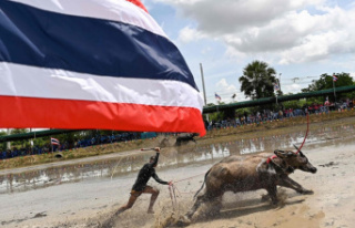In sweat and mud, a Thai buffalo race to preserve...