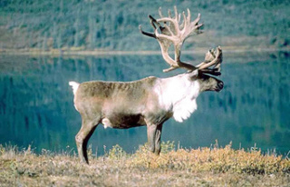 Caribou threatened: the forestry industry proposes...