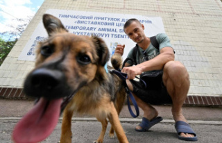 In Kyiv, a shelter for animal survivors of the war