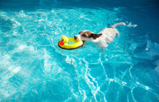 Summer, the swimming pool and our animals
