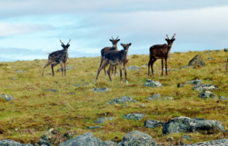 Caribou protection: Action boréale denounces the...
