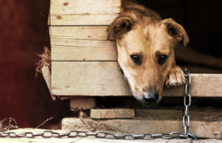 Prohibition of animals in accommodation: whose fault...