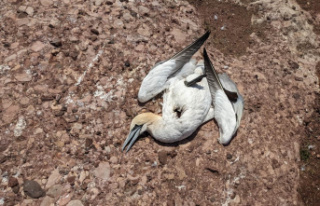 Gannets found dead on Bonaventure Island: the phenomenon...
