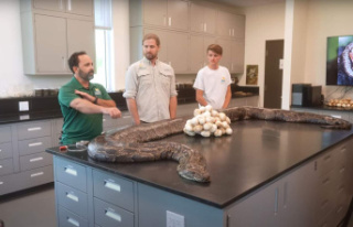 A five-meter python captured in Florida