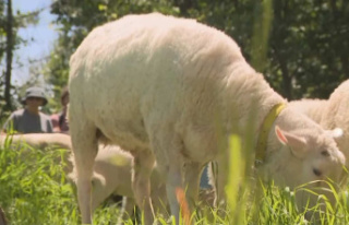 In Montreal, sheep mow the lawn