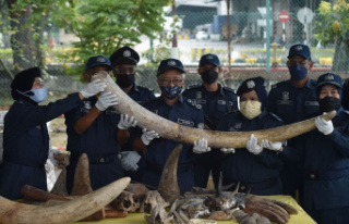 Malaysia: seizure of 18 million dollars of tusks,...