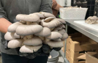 Gray oyster mushrooms from Quebec available in grocery...