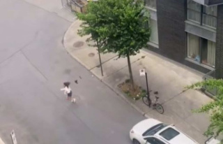 Pedestrians surprised by aggressive birds in Old Montreal