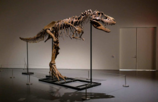 A rare dinosaur skeleton soon to be auctioned in New...