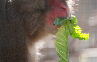 Serial macaque attacks in Japan: one of the monkeys...