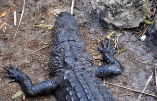 Florida: Octogenarian dies after alligator attack