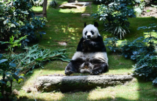 Hong Kong: world's oldest panda in captivity...