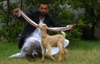 [IN PHOTOS] A little goat with long ears ignites social...