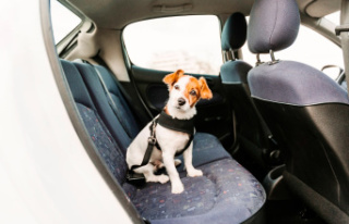 Your dog in the car: tips for taking great walks