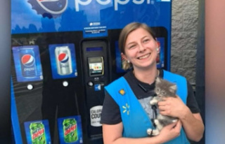 A cat sneaks into a vending machine
