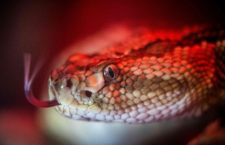 6-year-old child dies from rattlesnake bite