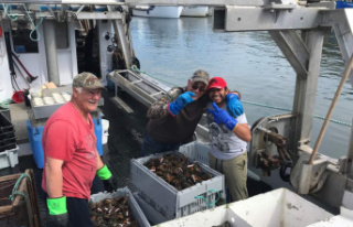 New record season for Madelinot lobster fishers