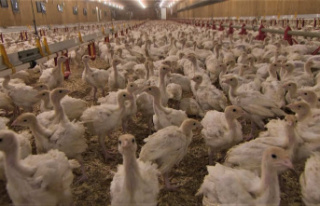 Avian flu: a second farm in the Quebec region affected