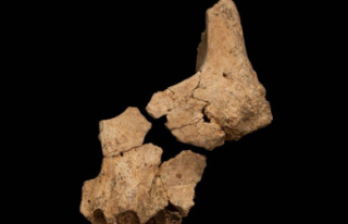 Possibly Europe's Oldest Human Fossil Discovered...