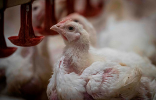 $1.2 million to help poultry producers