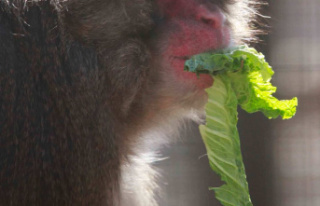 Serial macaque attacks in a city in western Japan