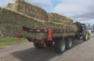 Estrie: a poor quality hay harvest