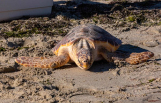Dozens of protected turtles stabbed to death in Japan