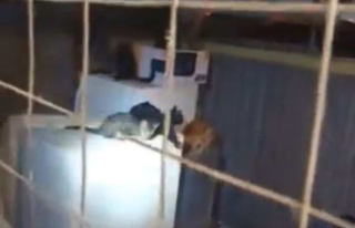 Twenty cats found in an “unsanitary” warehouse